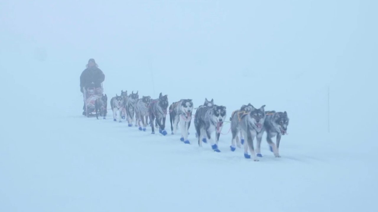 Monsen and the dogs backdrop