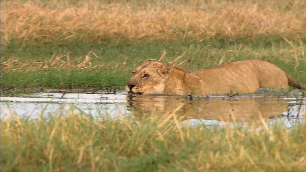 Swamp Lions backdrop