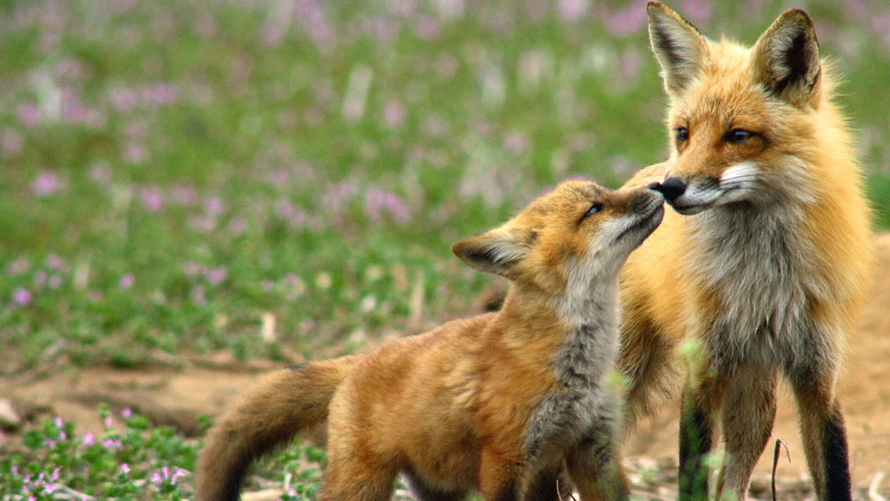 Incredible Animal Moments backdrop