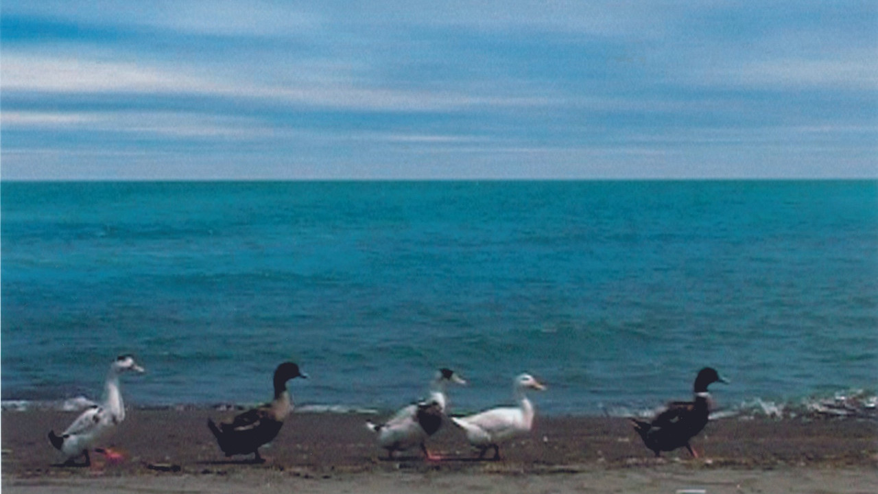 Five Dedicated to Ozu backdrop