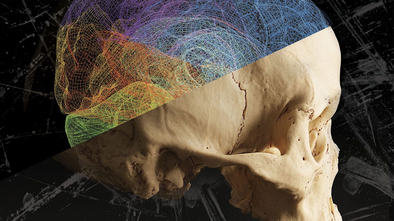 The Violence Paradox backdrop