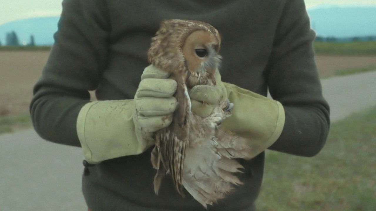 Bird Island backdrop