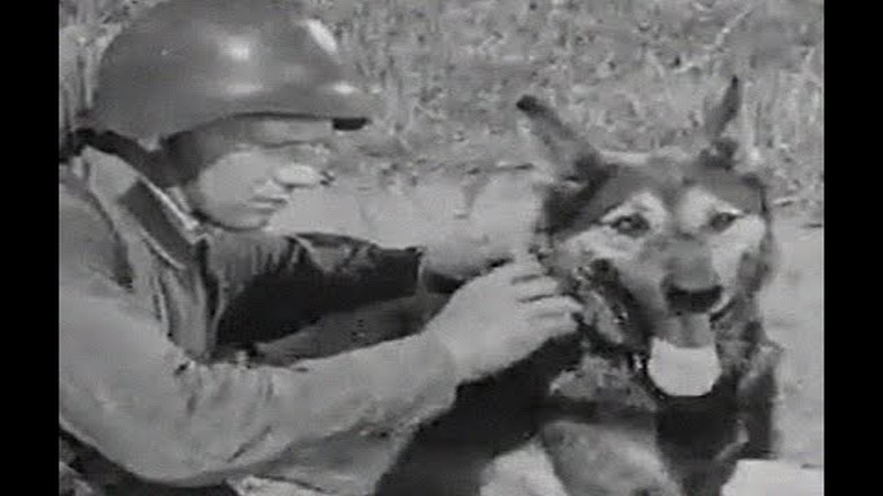 Dog in war backdrop