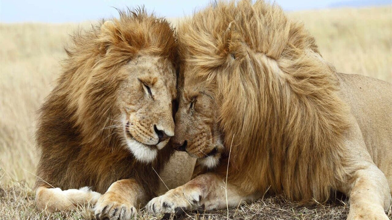 Second Nature: Gender and Sexuality in the Animal World backdrop