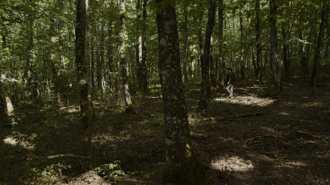 L'ornitologa backdrop