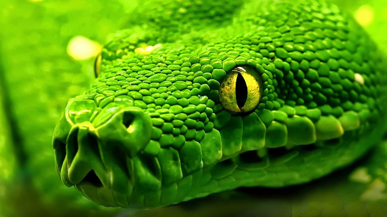 Snakes - Vorsicht: Schlangen backdrop