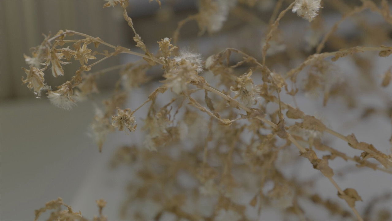 A House with Two Yards backdrop