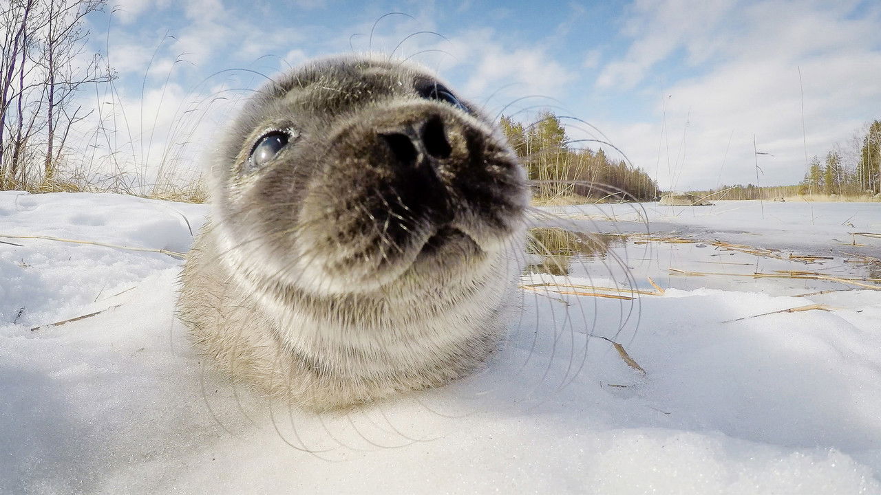 Norppamiehen testamentti backdrop