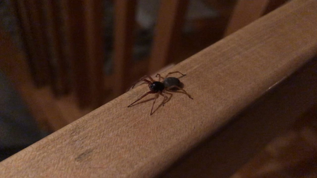 The Arachnophobe backdrop