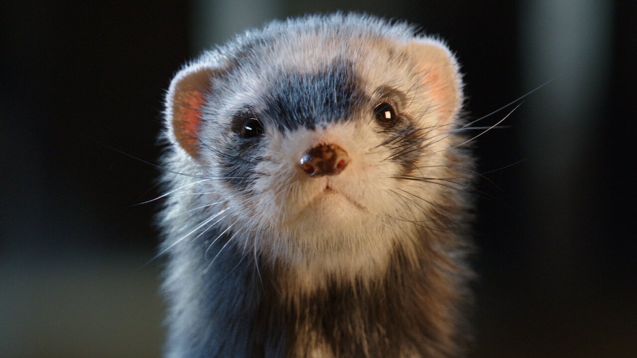 Joy of Fatherhood backdrop