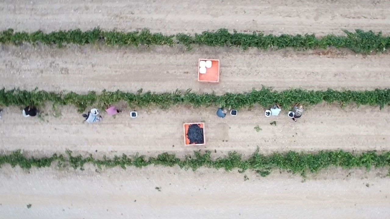 L'última verema backdrop