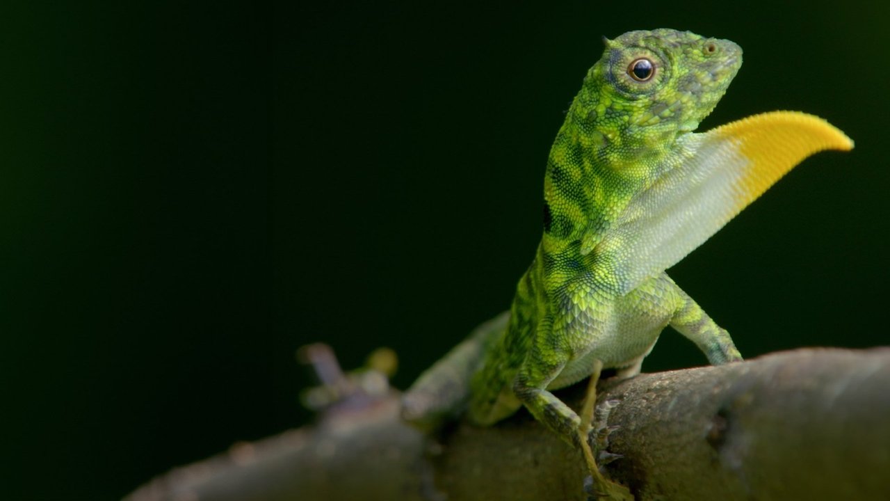 Planet Weird backdrop