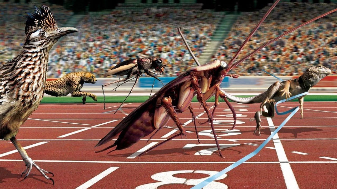 Animal Games backdrop