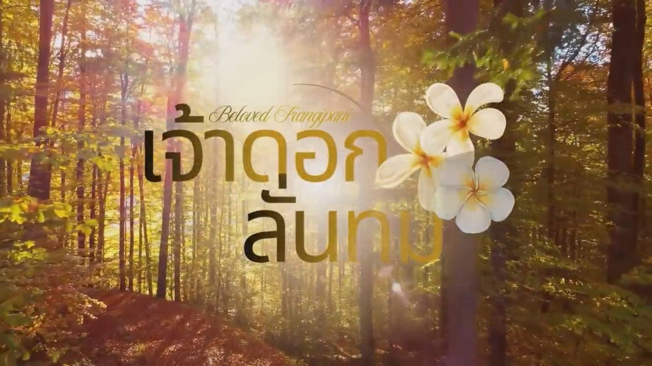 Beloved Frangipani backdrop