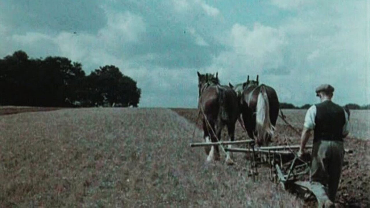 English Harvest backdrop
