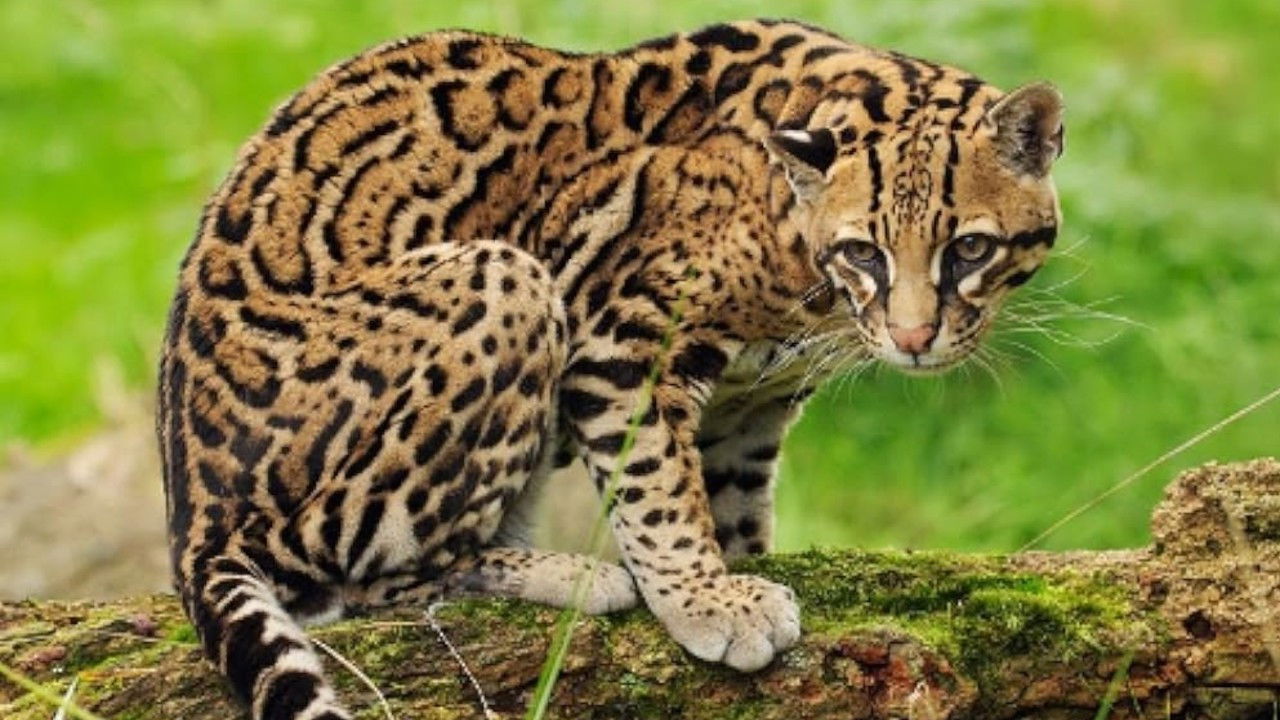 Joker, The Amiable Ocelot backdrop