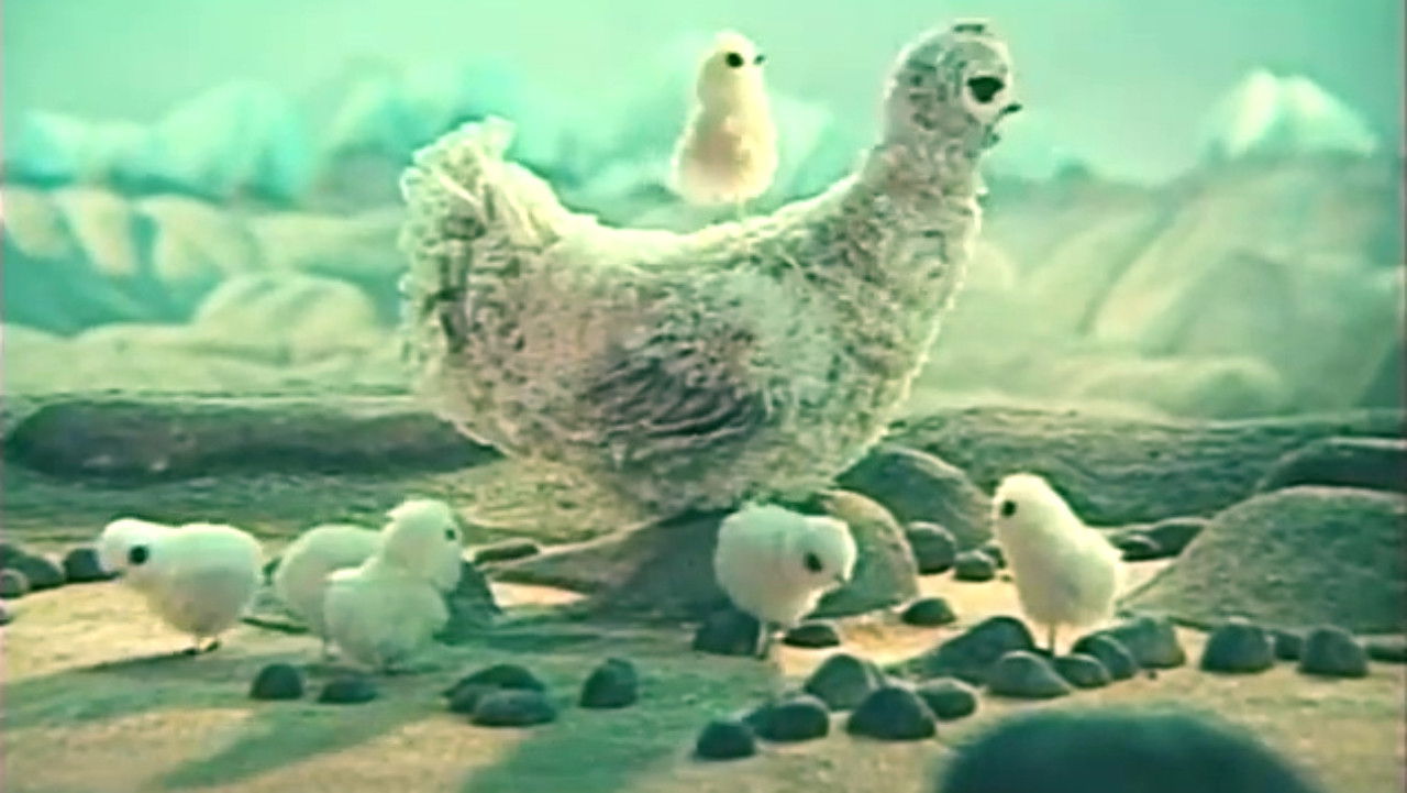 Little Chicken backdrop