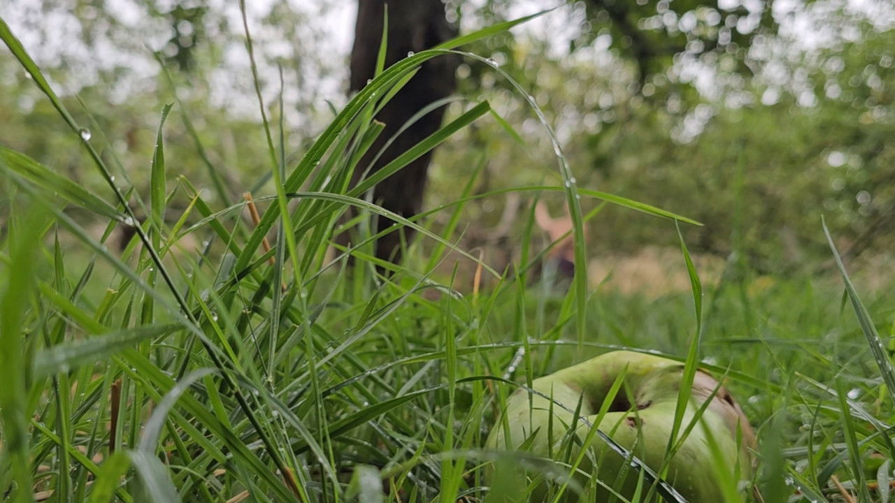 Apple Woods backdrop