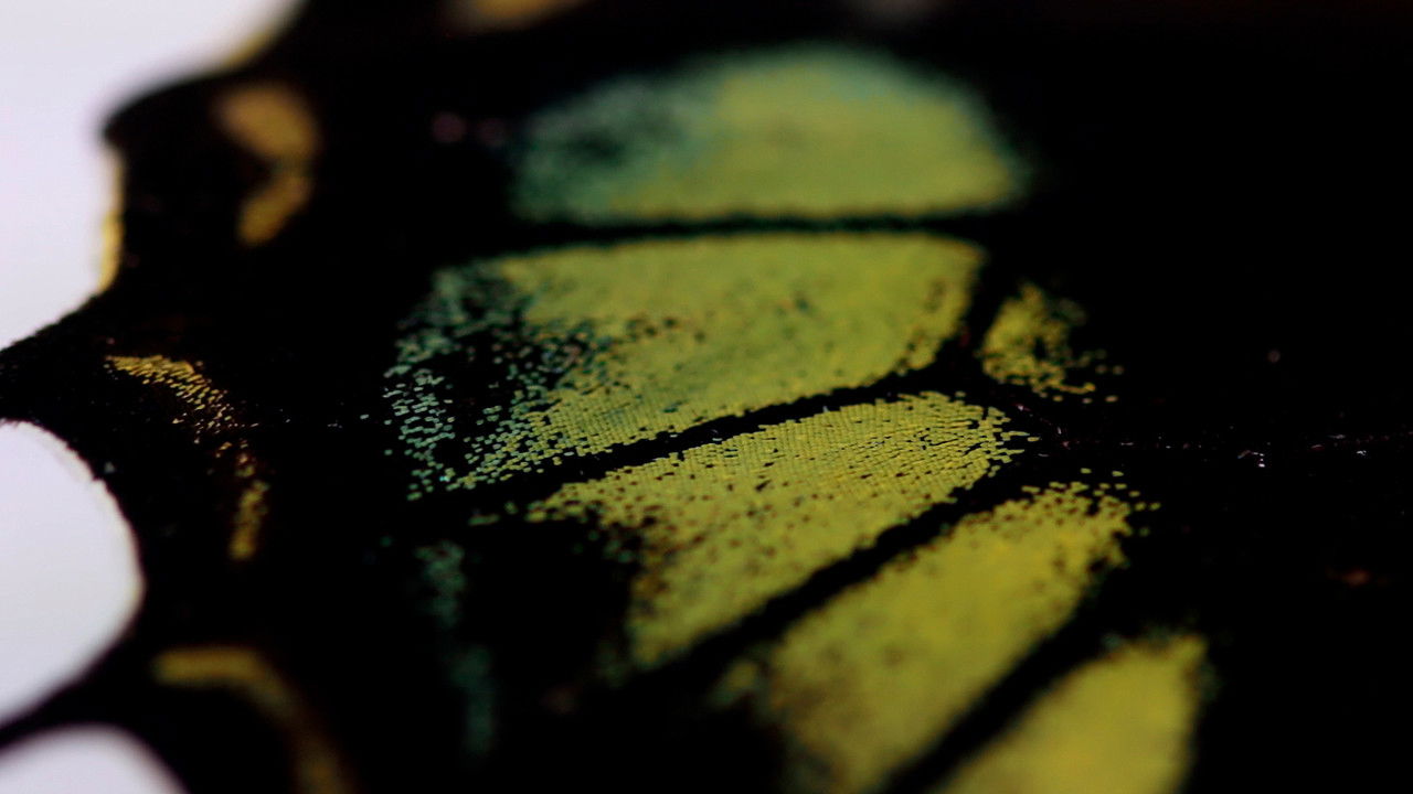 Oh Butterfly, What Do You Dream of When You Flap Your Wings? backdrop