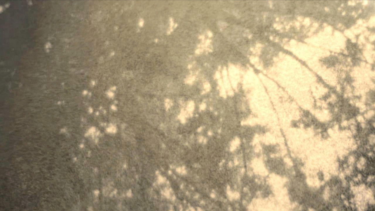 Wordless in Woods backdrop