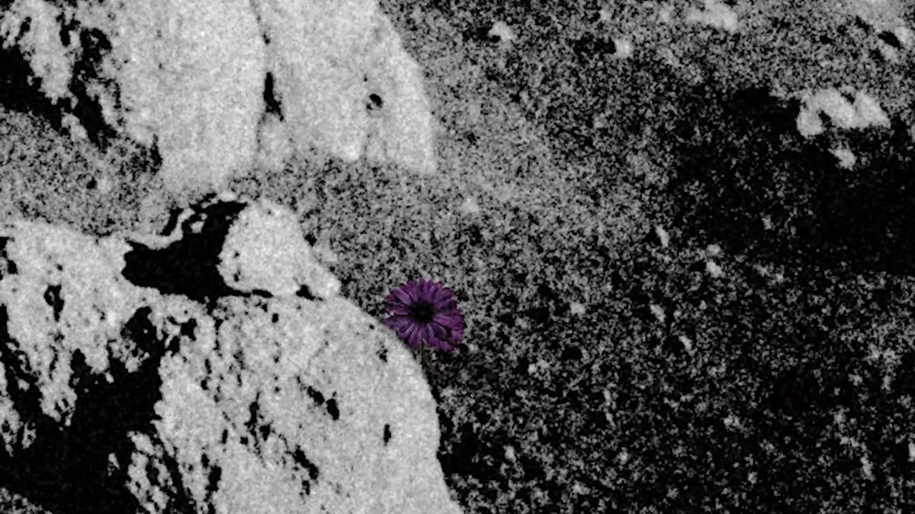 Do Flowers Grow on the Moon? backdrop