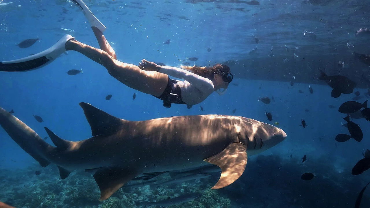 Gàdor i els taurons backdrop