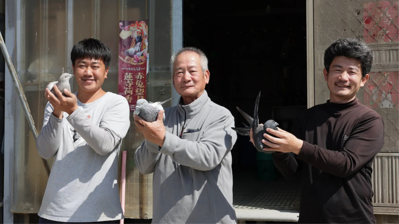 Do Pigeons Want to Go Home? backdrop