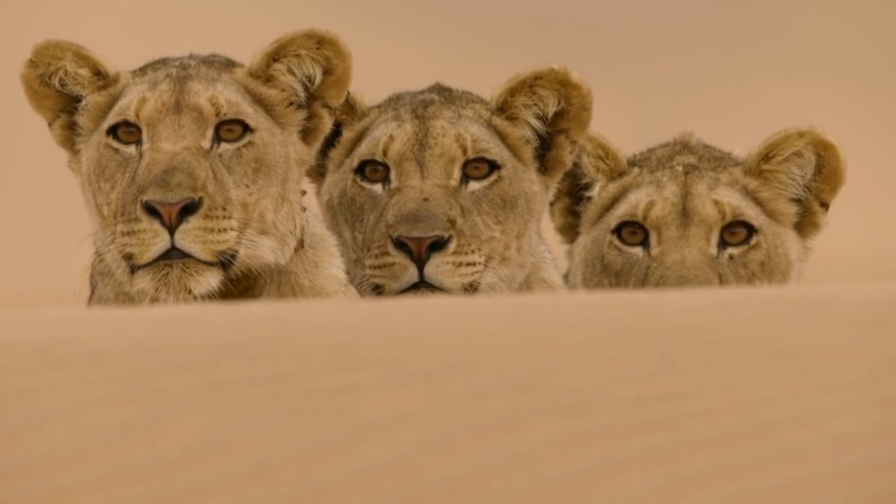 Desert Lions of the Namib - Departure and Return backdrop