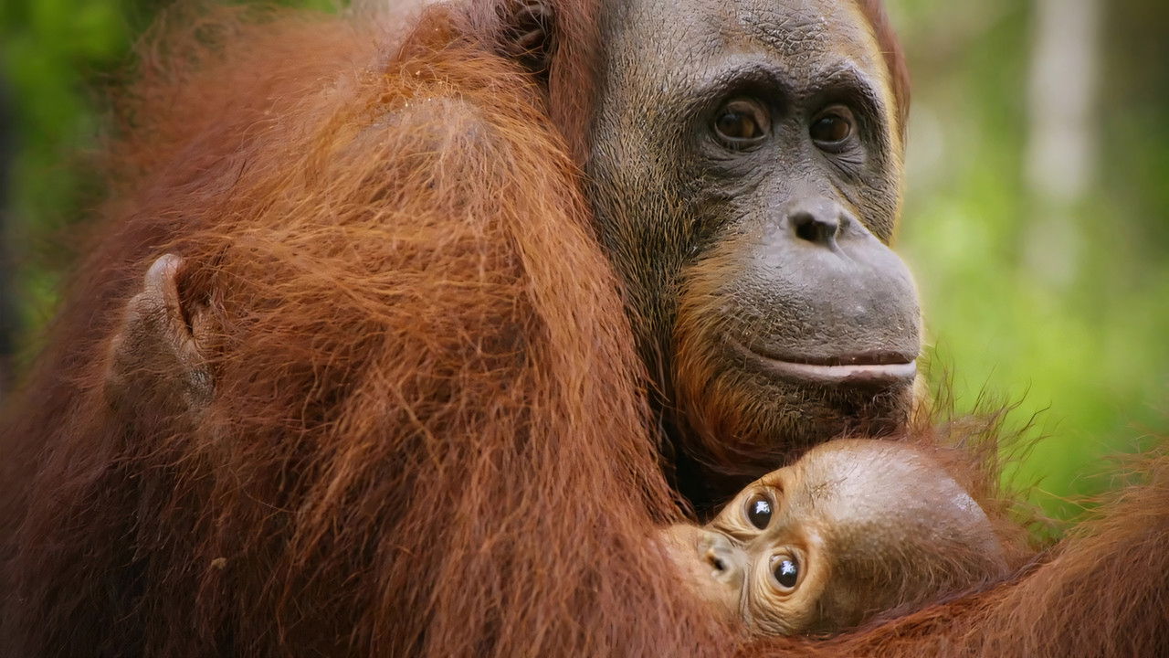 Red Ape: Saving the Orangutan backdrop