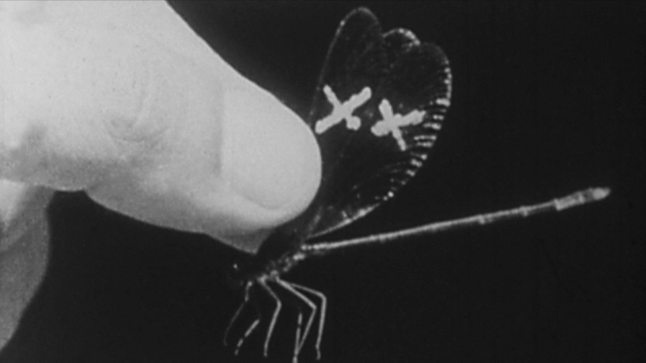 Concerning Flight: Five Illuminations In Miniature backdrop