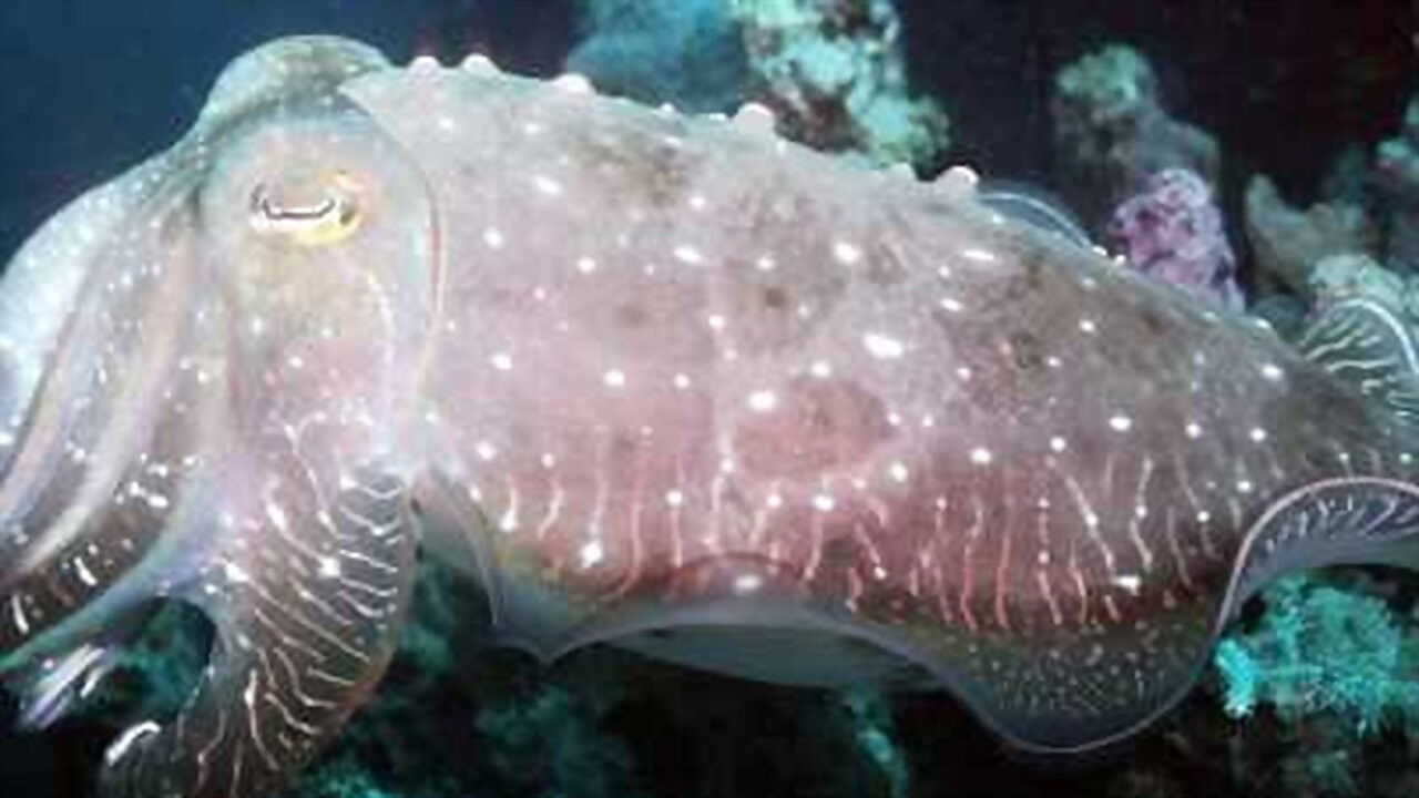 World's Weirdest Animal Faces backdrop