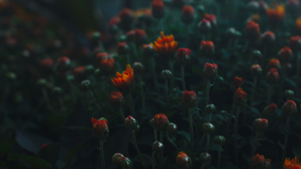 Echoes of the City backdrop