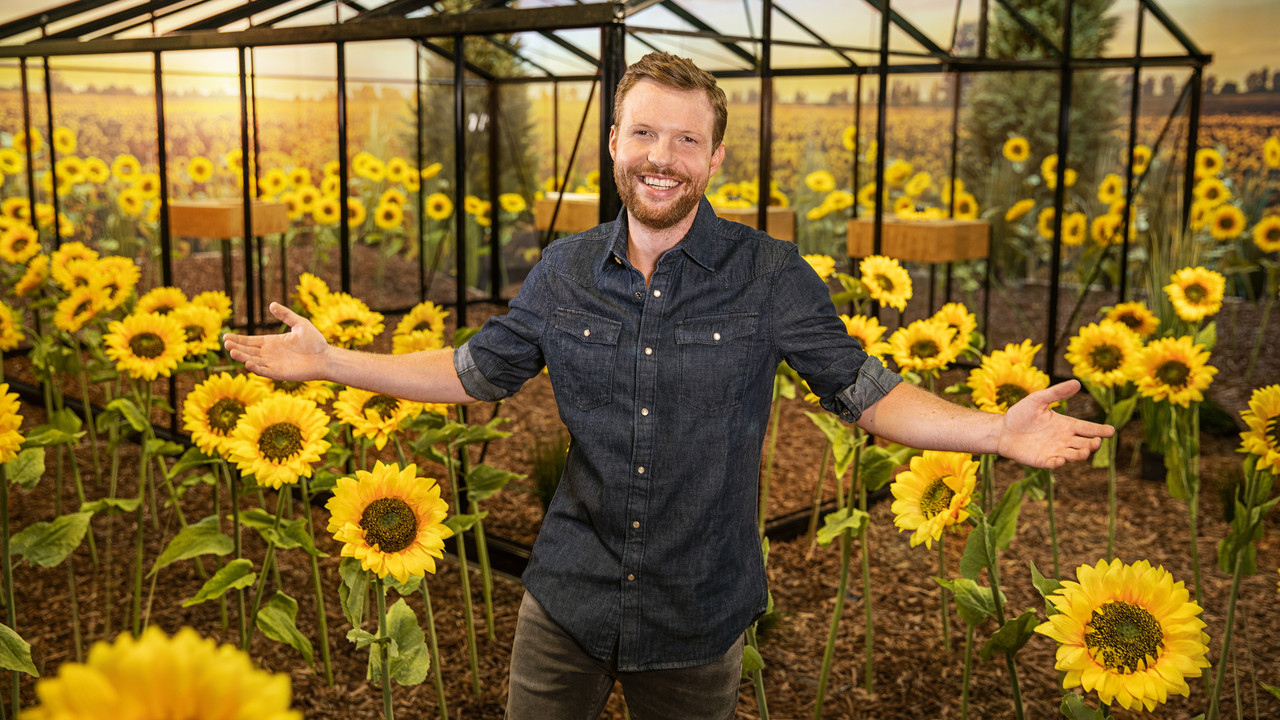 De positivo's backdrop