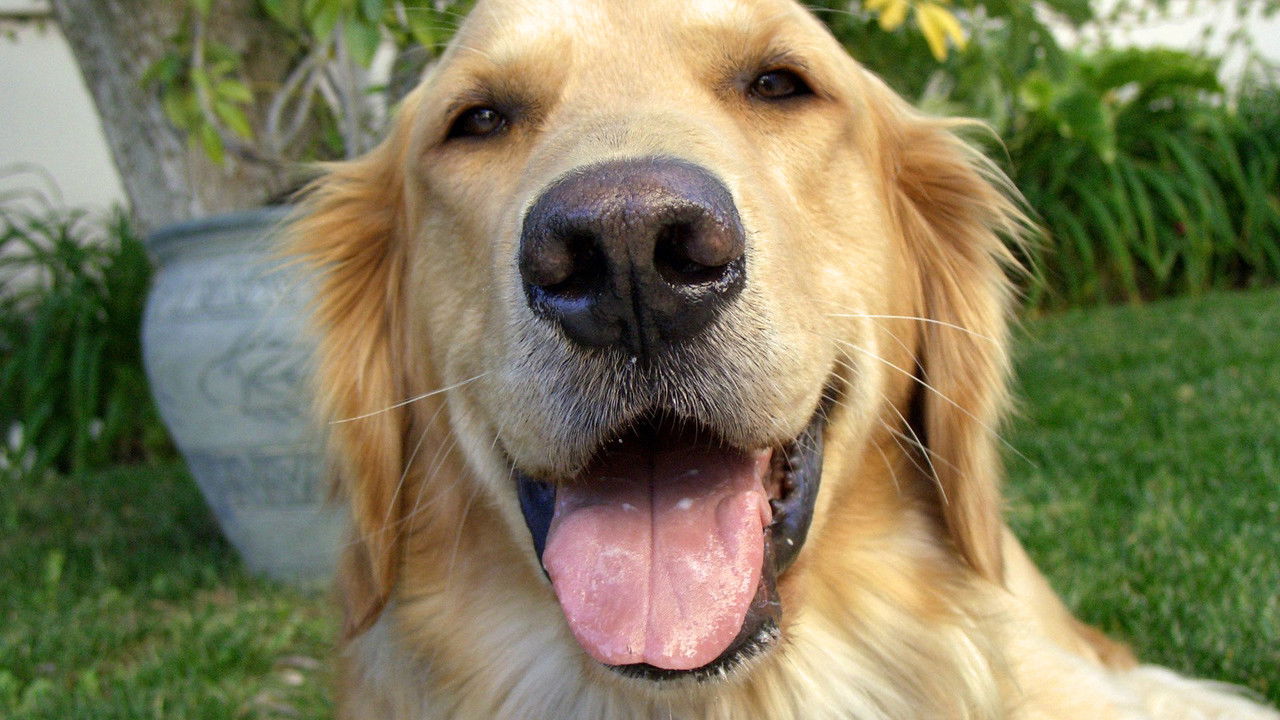 And Man Created Dog backdrop