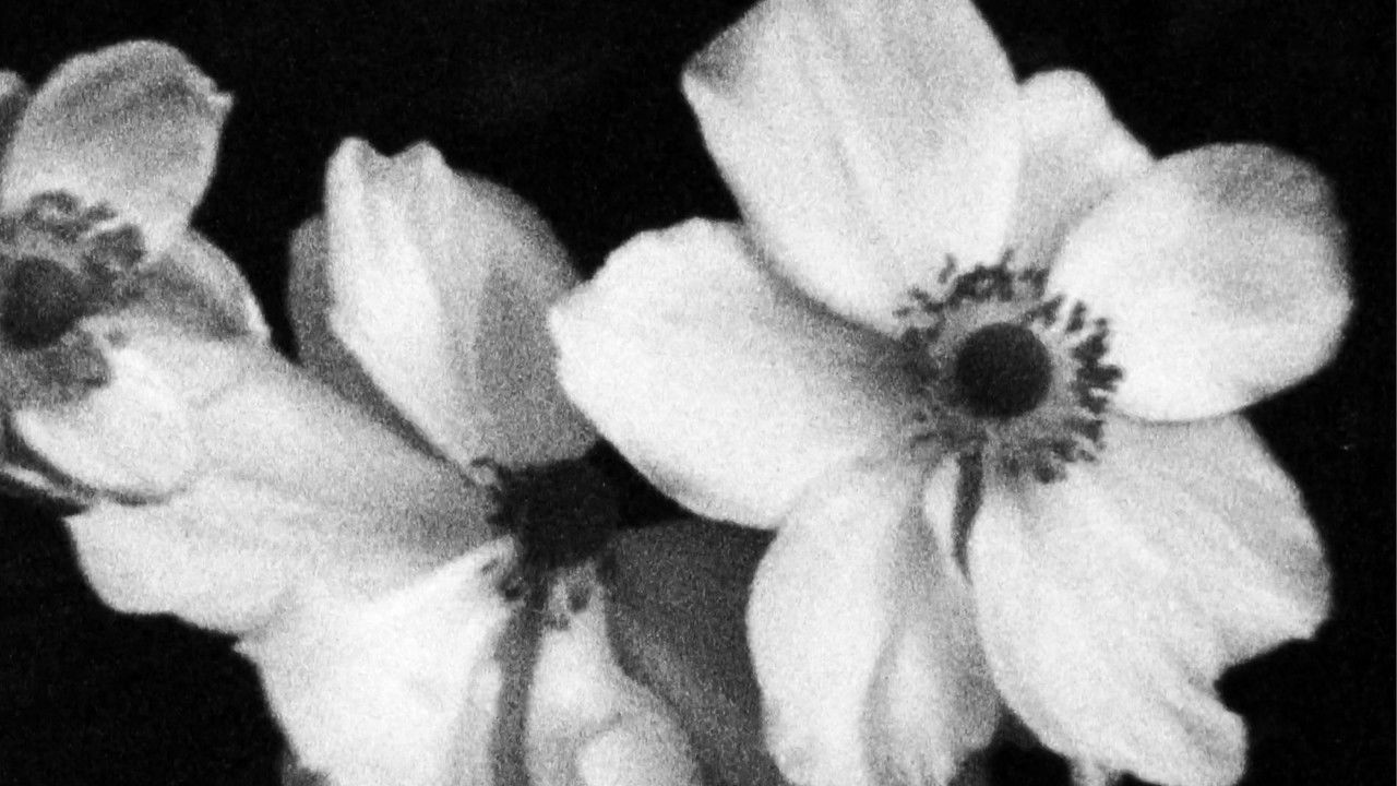 Für P. (Weiße Blumen) backdrop