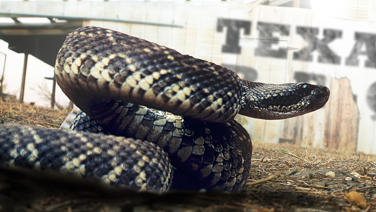 Rattlesnake Republic backdrop