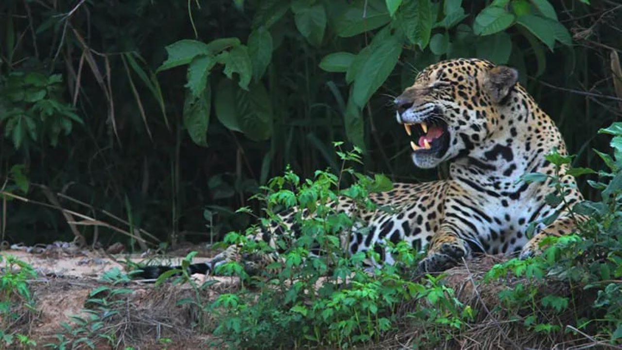 Yaguareté, la última frontera backdrop