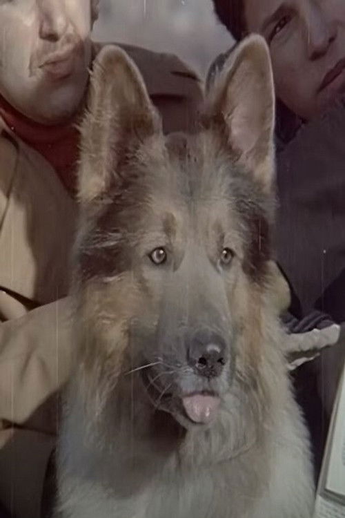 SAKS as Harika Köpek