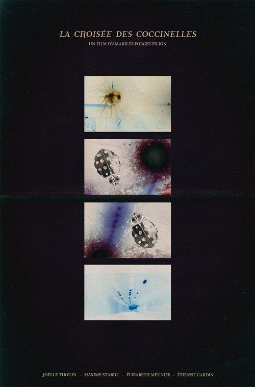 The ladybug crossroads