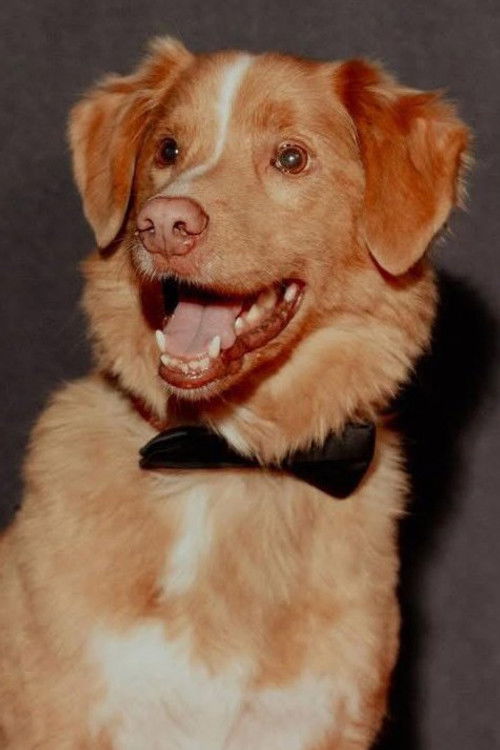 Indy the Dog as Indy