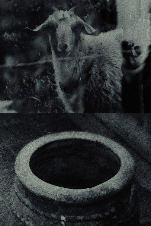 Though The Flock Shall Be Cut Off From The Fold