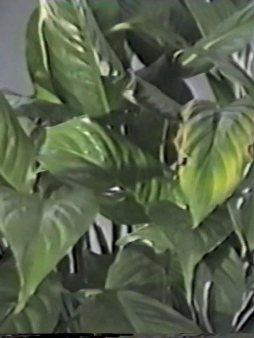 Table in September, or Part of an Incident