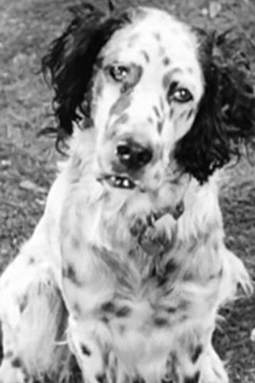 Banjo as Banjo the Dog