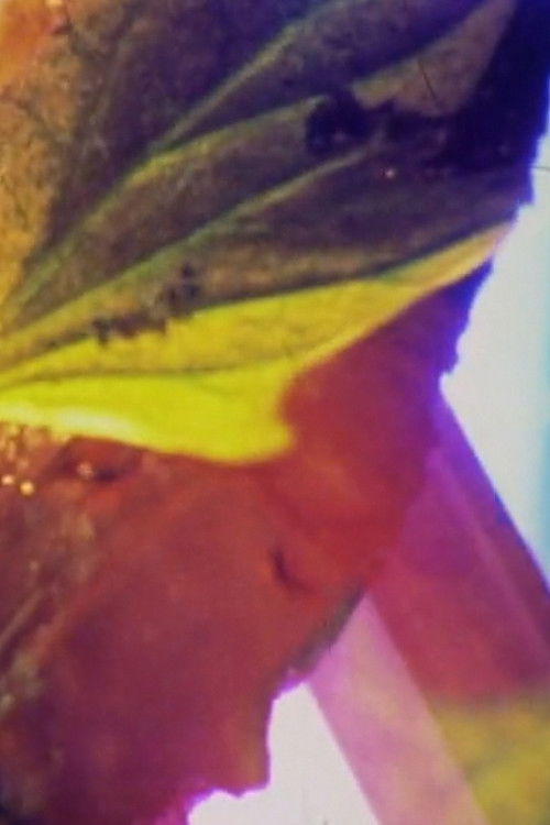 Donkey Riding poster