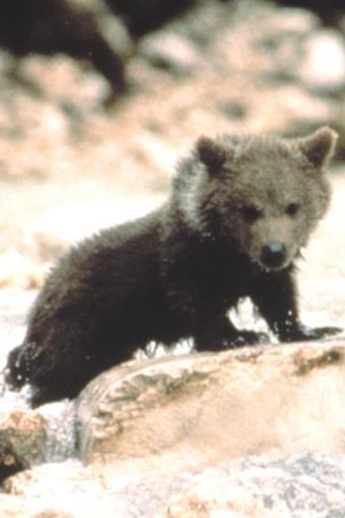 Youk the Bear as The Bear Cub