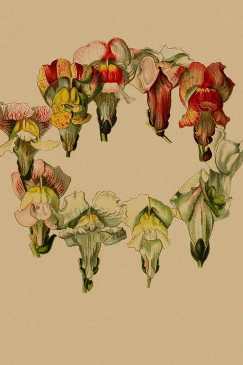 Stories In Place: Plante. poster