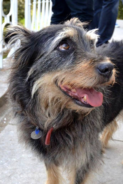 Taz Bear as Royal Hound