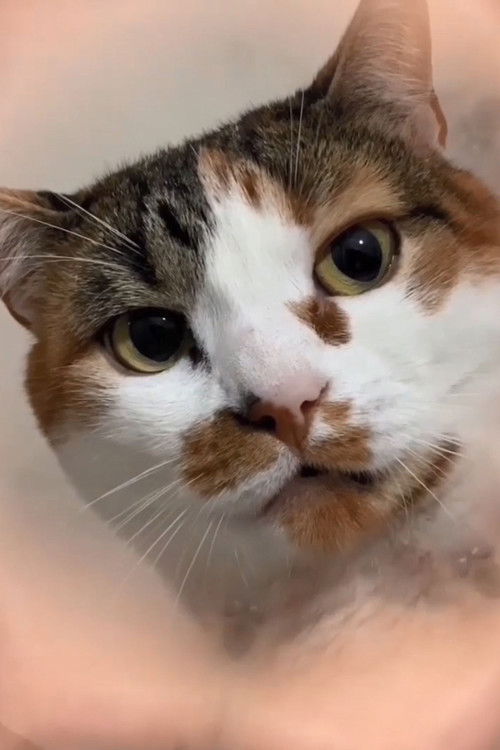 Michelle "Pê" Gomes as The Cat of Every Dream