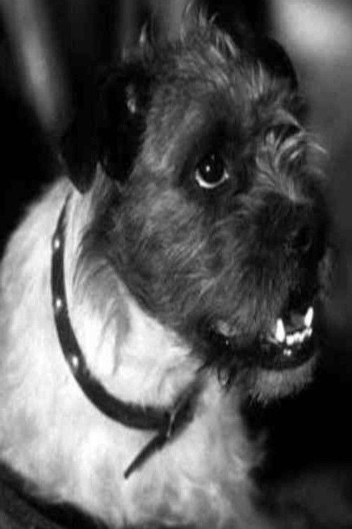 Zero the Dog as Zero