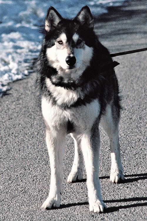 Jed as The Thing (uncredited)